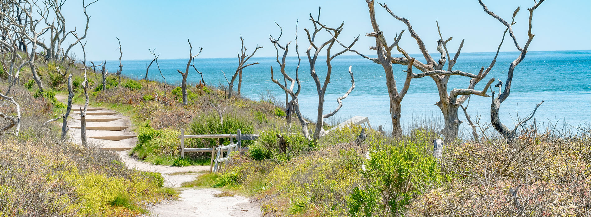 The image shows a coastal scene with a path leading towards the ocean, flanked by trees and a wooden fence on one side.